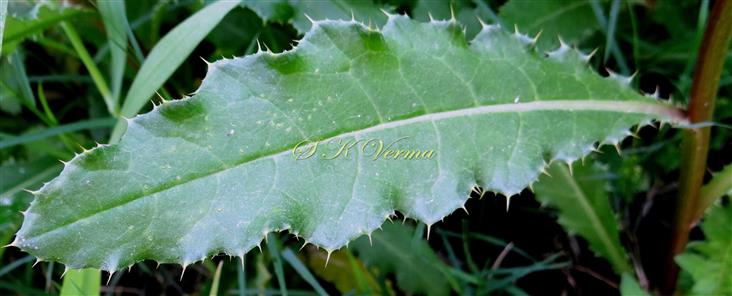  Leaf-Adaxial view